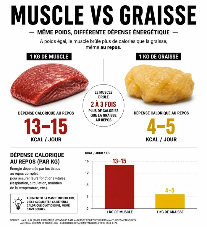 Comparaison de la dépense calorique au repos entre le tissu musculaire et le tissu adipeux pour comprendre le métabolisme et la musculation